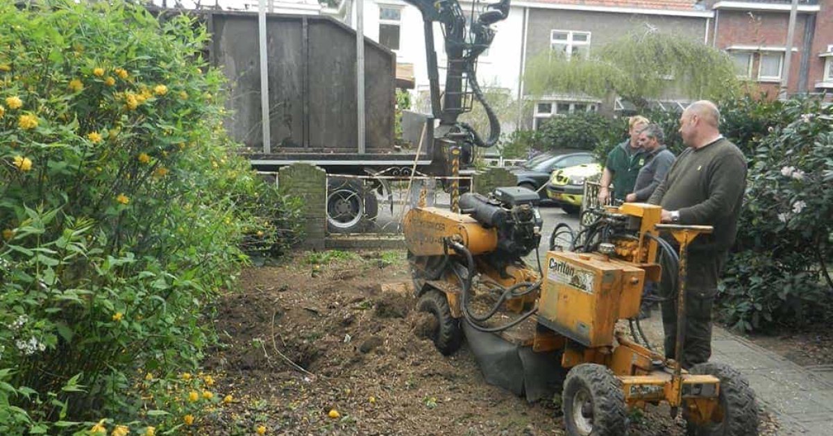 Boom Verwijderen Boom Kappen Stronken Frezen - A Van Spelde Hoveniers